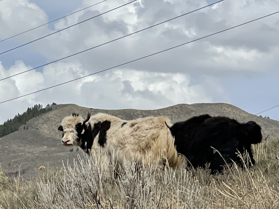 yak